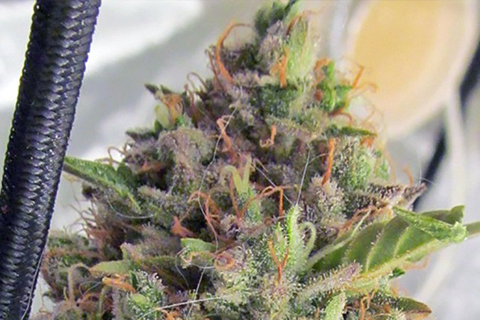 Сладкий и успокаивающий сорт каннабиса Big Bang Auto Мощный сорт конопли Big Bang Auto