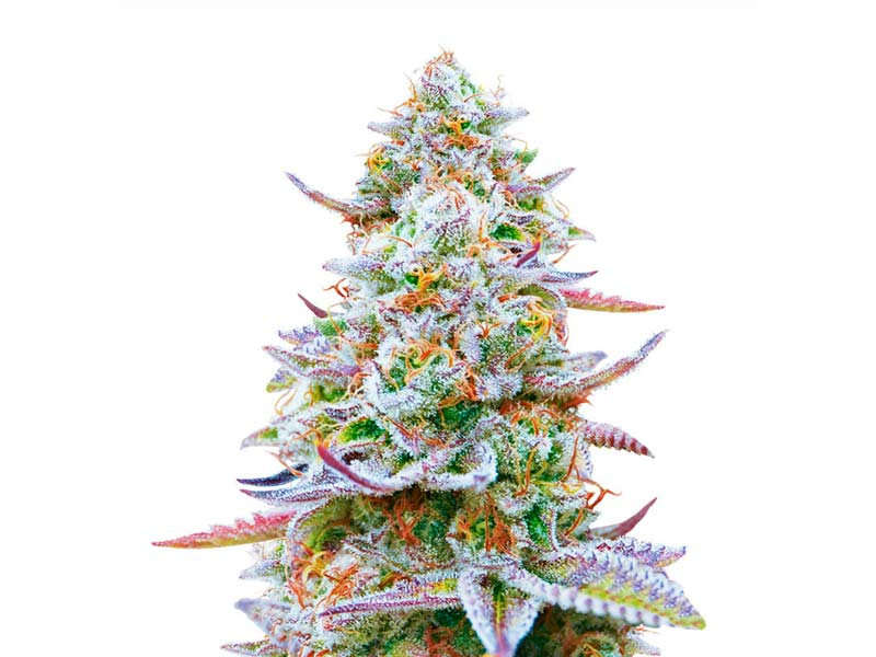 Сорт Gorilla Zkittlez fem от Barney’s Farm Сорт Gorilla Zkittlez (Barney’s Farm)