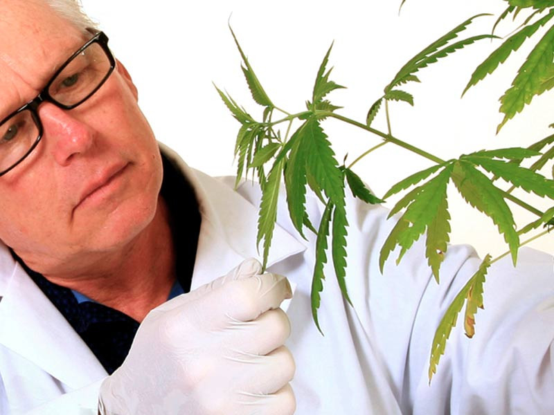 Изучение марихуаны Исследование каннабиса