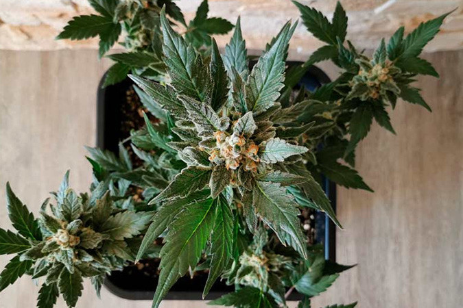 Как вырастить сорт марихуаны Super Lemon Haze Auto Выращивание семян конопли Super Lemon Haze Auto