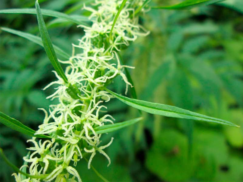 Датиска конопляная Датиска конопляная