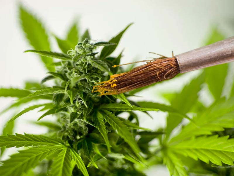 Искусственное опыление марихуаны кисточкой Искусственное опыление