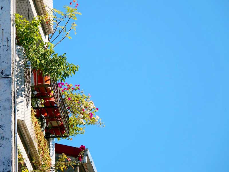 Солнечная сторона для выращивания конопли Солнечная сторона для выращивания на подоконнике