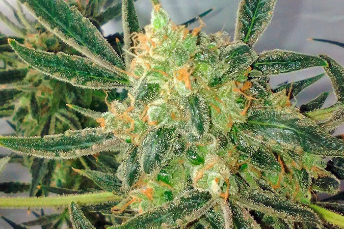 Автоцветущий сорт конопли Black Jack Auto Сорт марихуаны Black Jack Auto