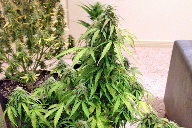 Автоцветущий сорт конопли B. Lee Auto Сорт марихуаны B. Lee Auto