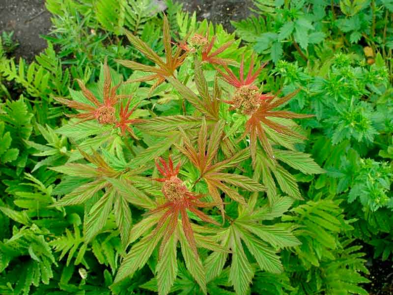 Лабазник дланевидный Лабазник дланевидный (Таволга)