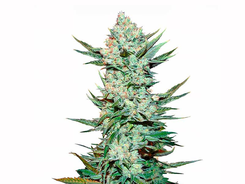 Tangie'matic auto fem от Fast Buds Tangie'matic auto fem - бысторастущая сатива