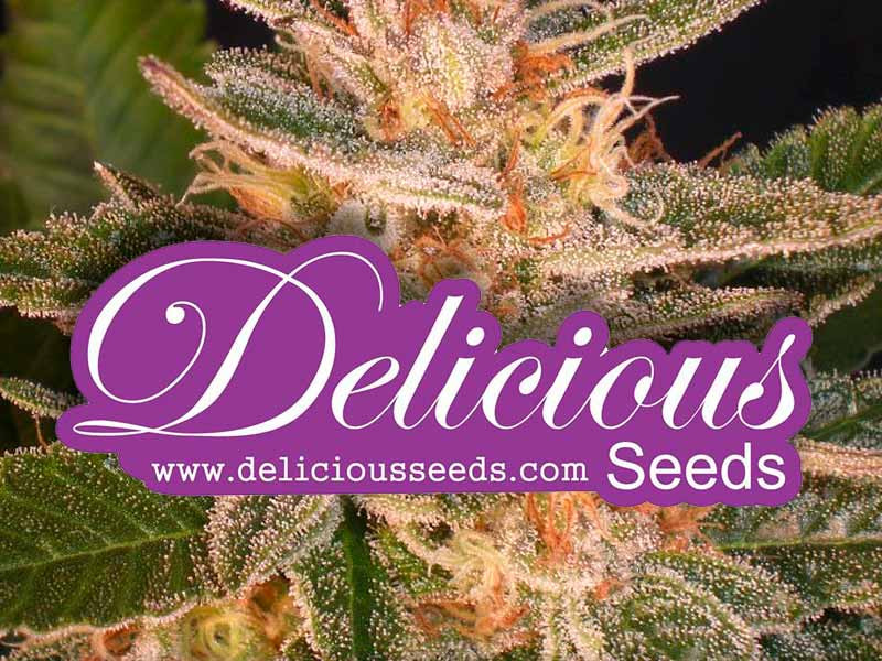 Сорта марихуаны от Delicious Seeds Семена конопли от Delicious Seeds