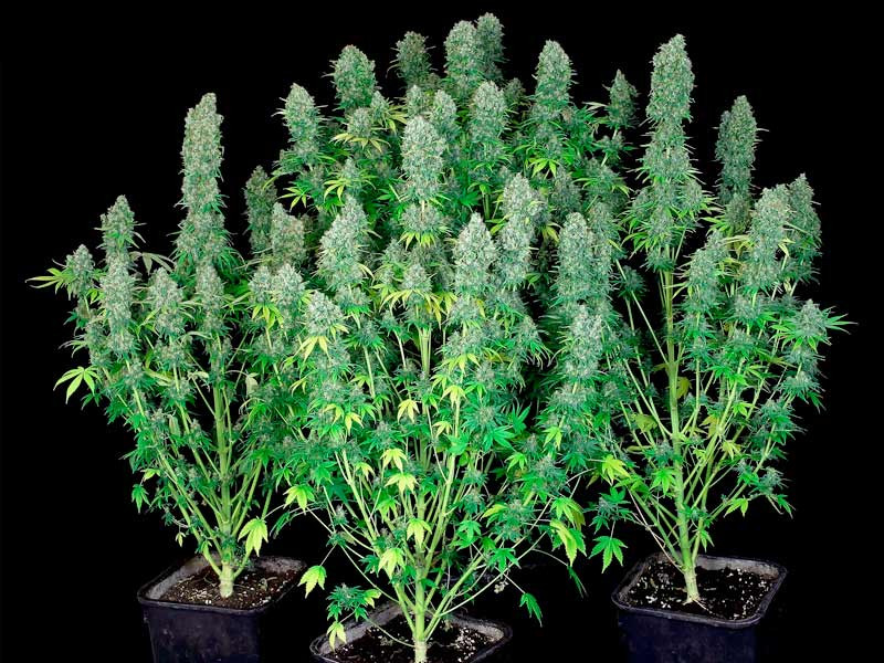 Сативные кусты Сатива - каннабис с хай эффектом