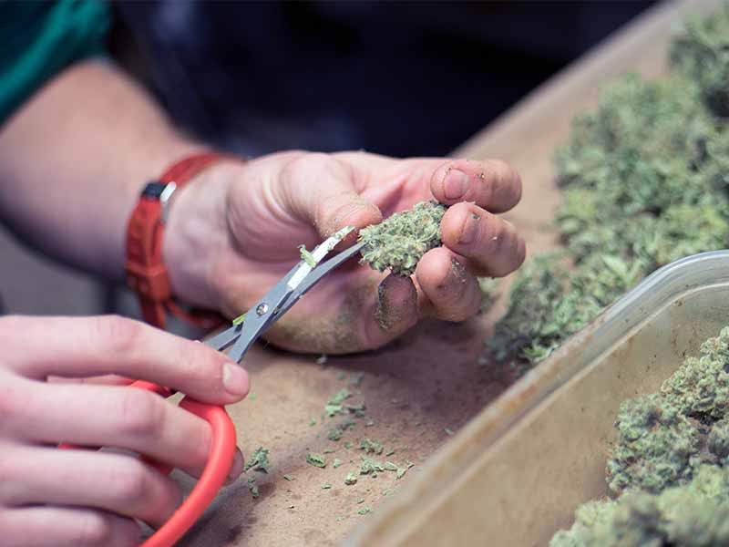 Тримминг ножницами Тримминг ножницы