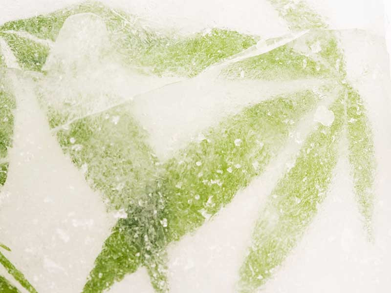 Заморозка травы Заморозка марихуаны