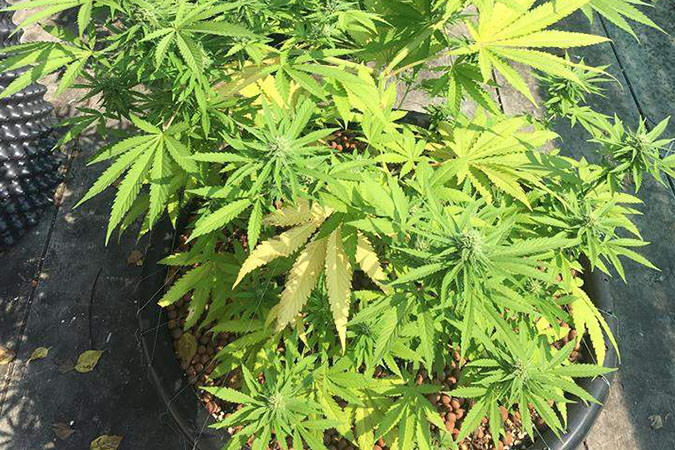 Как вырастить сорт марихуаны Speedy Gonzales Auto Выращивание семян конопли Speedy Gonzales Auto