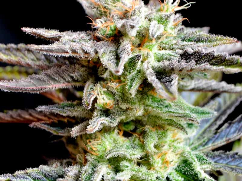 Sugar Black Rose fem Сорт конопли Sugar Black Rose fem