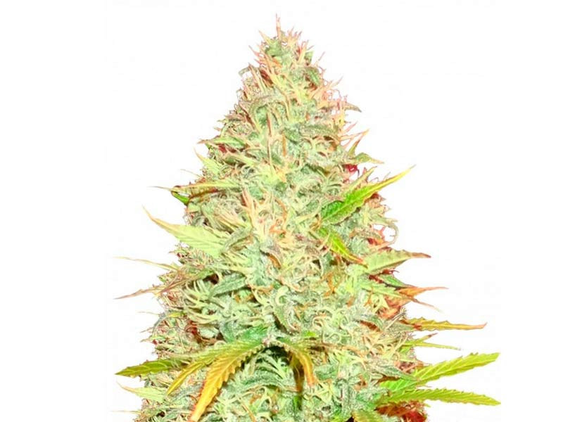 Медицинский сорт конопли CBD Kong`s Kush CBD Kong`s Kush