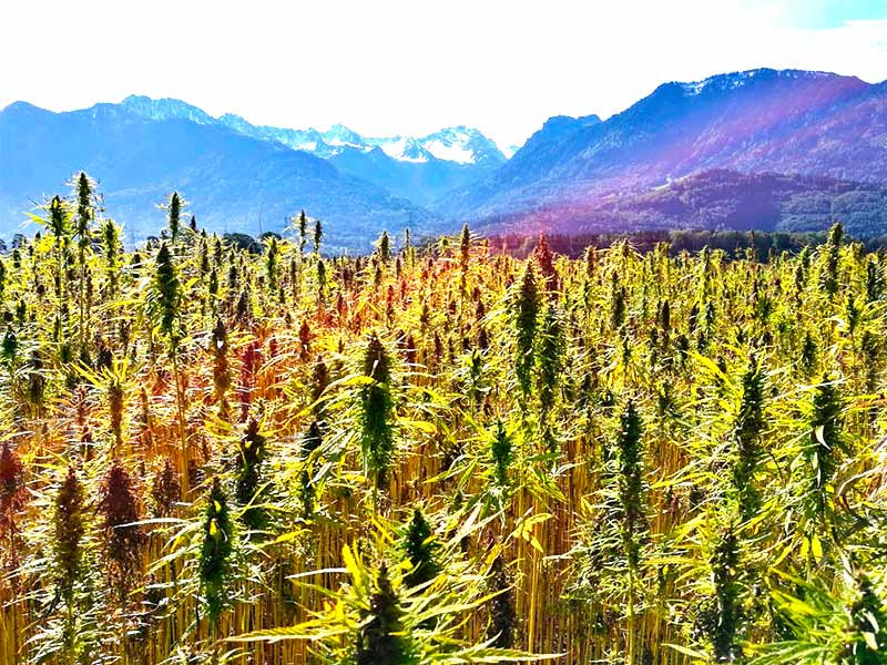 Сатива в горах Внешний вид Сатива