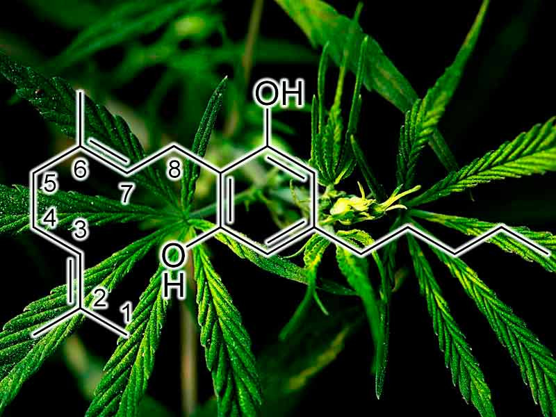Каннабигерол полезен для мозга Каннабиноид каннабигерол