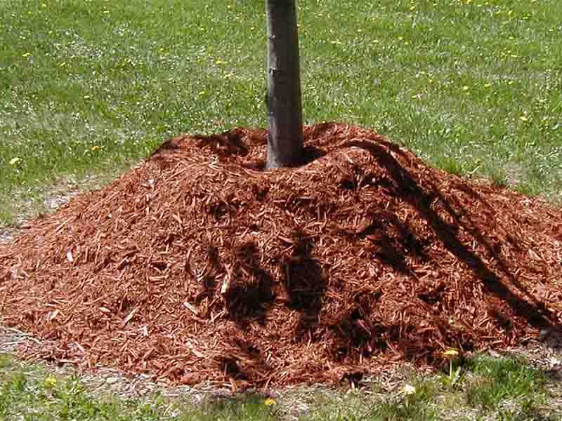 Пример мульчирования Мульчирование