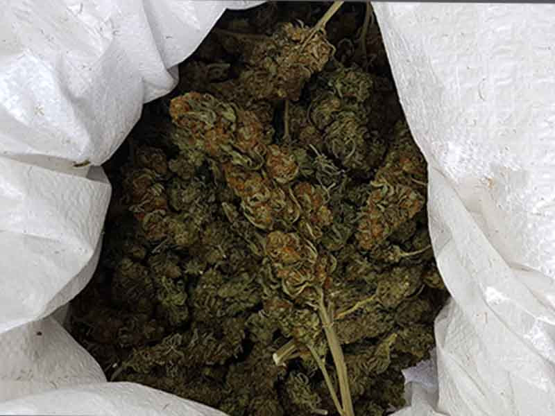 Ферментация всего урожая марихуаны Весь урожай в мешке