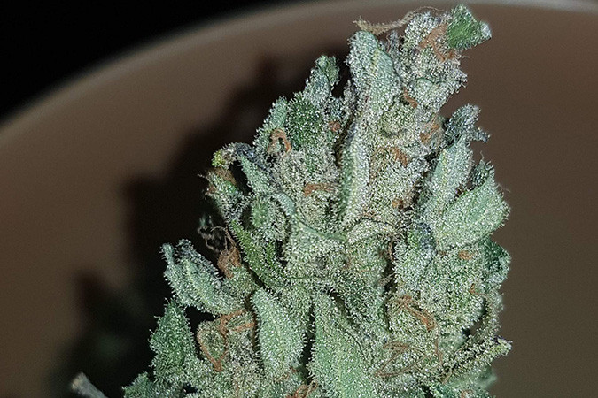 Автоцветущий сорт конопли Speedy Gonzales Auto Сорт марихуаны Speedy Gonzales Auto