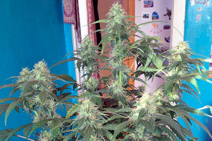 Как вырастить сорт марихуаны Auto Blue Pyramid Выращивание семян конопли Auto Blue Pyramid