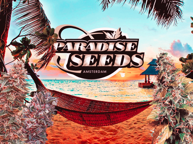Сидбанк Paradise Seeds Амстердам Paradise Seeds - Сидбанк семян конопли из Нидерландов